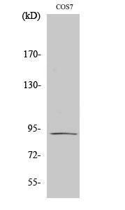 Western blot analysis of COS7 cells using Anti-Integrin beta5 Antibody