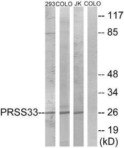 Western blot analysis of lysates from COLO, 293, and Jurkat cells using Anti-PRSS33 Antibody. The right hand lane represents a negative control, where the antibody is blocked by the immunising peptide