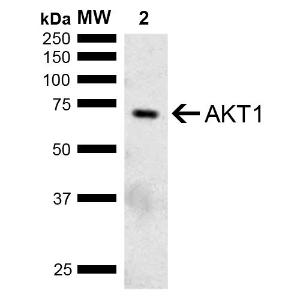 Western blot analysis of mouse brain showing detection of ~55.7 kDa AKT1 protein using Anti-AKT1 Antibody (A304932) at 1:1000 for 2 hours at room temperature. Lane 1: Molecular Weight Ladder (MW). Lane 2: mouse Brain. Load: 15 µg. Block: 5% Skim Milk in 1X TBST