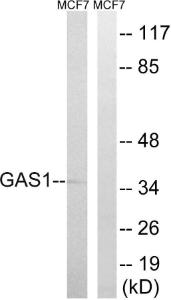 Western blot analysis of lysates from MCF-7 cells using Anti-GAS1 Antibody. The right hand lane represents a negative control, where the antibody is blocked by the immunising peptide.