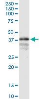 Anti-LONRF1 Mouse Monoclonal Antibody [clone: 1D9]