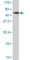 Anti-TCEA3 Mouse Monoclonal Antibody [clone: 4E11]