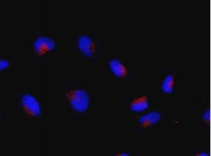 Anti-RRAGC Rabbit Polyclonal Antibody