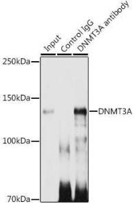 Immunoprecipitation analysis of 300µg extracts of 293T cells using 3µg of Anti-Dnmt3a Antibody [ARC0138] (A306078). This Western blot was performed on the immunoprecipitate using Anti-Dnmt3a Antibody [ARC0138] (A306078) at a dilution of 1:1000.