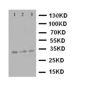 Anti-Caspase-7(P11) Rabbit Polyclonal Antibody