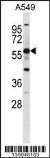 Anti-GPR153 Rabbit Polyclonal Antibody (Biotin)