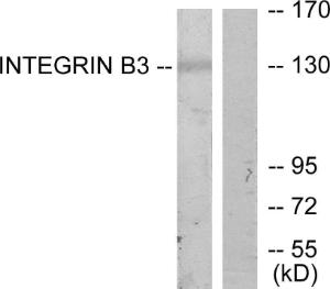 Western blot analysis of lysates from HepG2 cells using Anti-Integrin beta3 Antibody. The right hand lane represents a negative control, where the antibody is blocked by the immunising peptide.