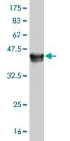 Anti-MAPK13 Mouse Monoclonal Antibody [clone: 3G6]