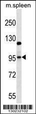 Anti-GRIA4 Rabbit Polyclonal Antibody (Biotin)