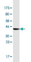 Anti-MIA2 Mouse Monoclonal Antibody [clone: 2B9]