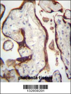 Anti-CSHL1 Rabbit Polyclonal Antibody (HRP (Horseradish Peroxidase))