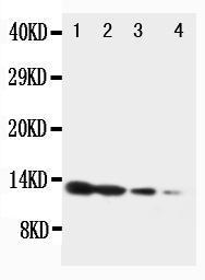 Anti-BDNF Rabbit Polyclonal Antibody