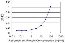 Anti-LONRF1 Mouse Monoclonal Antibody [clone: 1D9]