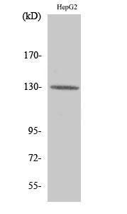 Western blot analysis of various cells using Anti-Integrin beta3 Antibody