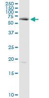 Anti-CYP20A1 Rabbit Polyclonal Antibody