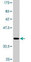 Anti-MAPK13 Mouse Monoclonal Antibody [clone: 2B6]