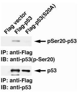 Anti-p53 (phospho Ser20) Antibody