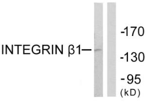 Anti-Integrin beta 1d Rabbit Polyclonal Antibody