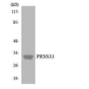 Western blot analysis of the lysates from HT 29 cells using Anti-PRSS33 Antibody