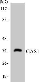 Western blot analysis of the lysates from HeLa cells using Anti-GAS1 Antibody