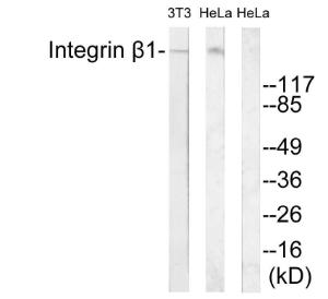 Western blot analysis of lysates from 3T3 and HeLa cells, treated with H2O2 100uM 30' using Anti-Integrin beta1 Antibody. The right hand lane represents a negative control, where the antibody is blocked by the immunising peptide