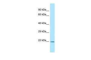 Anti-ARL1 Rabbit Polyclonal Antibody