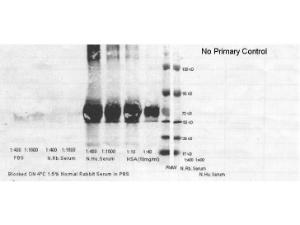 Human serum albumin antibody P