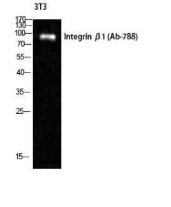 Western blot analysis of NIH 3T3 cells using Anti-Integrin beta1 Antibody