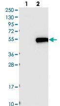 Anti-C1orf59 Rabbit Polyclonal Antibody