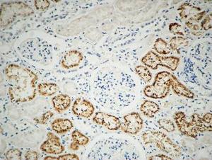 Immunohistochemical analysis of paraffin-embedded human kidney using Anti-Integrin beta1 Antibody