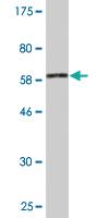 Anti-MAPK13 Mouse Monoclonal Antibody [clone: 3H7]