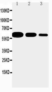 Anti-CD40 Rabbit Polyclonal Antibody