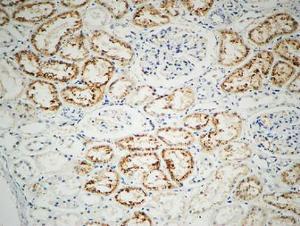 Immunohistochemical analysis of paraffin-embedded human kidney using Anti-Integrin beta1 Antibody