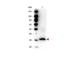 Anti-RFP biotin conjugated