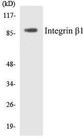 Western blot analysis of the lysates from K562 cells using Anti-Integrin beta1 Antibody