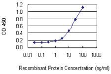 Anti-TENR Mouse Monoclonal Antibody [clone: 1D12]