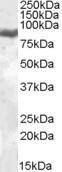 Anti-LTF Antibody (A84604) (005 µg/ml) staining of Peripheral Blood Mononucleocyte lysate (35 µg protein in RIPA buffer) Primary incubation was 1 hour Detected by chemiluminescence