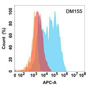 Anti-L1CAM Antibody [DM155]