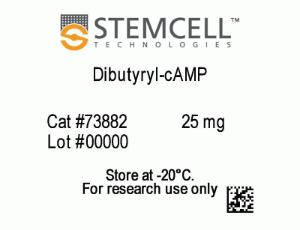 Dibutyryl-cAMP (Sodium Salt)