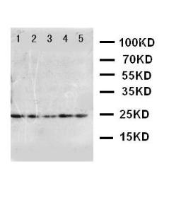 Anti-FGF10 Rabbit Polyclonal Antibody