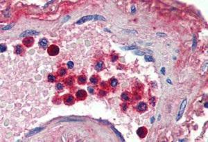 Anti-LTF Antibody (A84604) (2 µg/ml) staining of paraffin embedded Human Blood Vessel Steamed antigen retrieval with citrate buffer pH 6, AP-staining