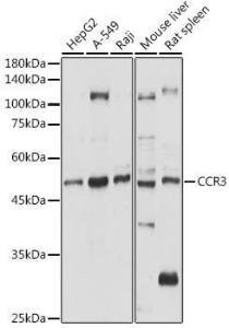 Anti-CCR3 Rabbit Polyclonal Antibody