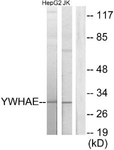 Western blot analysis of lysates from HepG2 and Jurkat cells using Anti-14-3-3 epsilon Antibody. The right hand lane represents a negative control, where the antibody is blocked by the immunising peptide.