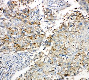 Anti-Connexin 43/GJA1 Rabbit Polyclonal Antibody