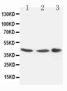 Anti-Connexin 43/GJA1 Rabbit Polyclonal Antibody