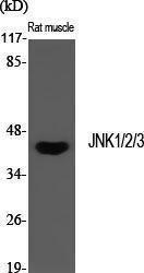 Western blot analysis of various cells using Anti-SAPK Antibody