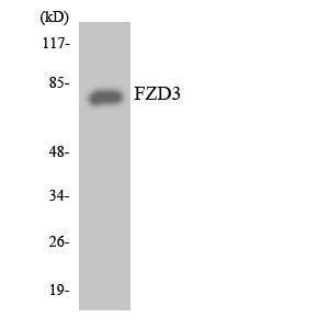 Antibody anti-FZD3 A99413-100 100 µg