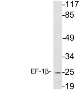 Western blot analysis of lysates from K562 cells using Anti-EF-1beta Antibody