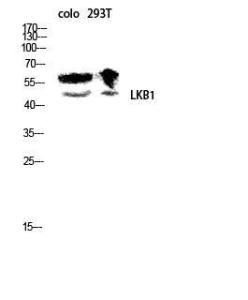 Western blot analysis of colo 293T lysis using Anti-LKB1 Antibody