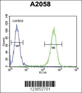 Anti-GFPT2 Rabbit Polyclonal Antibody